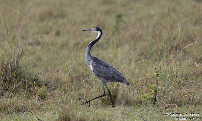 Black-headed Heronadult