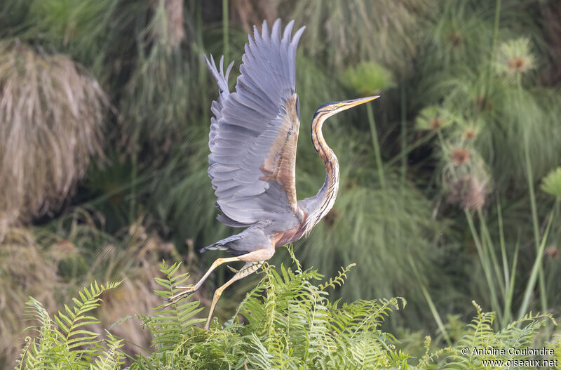 Purple Heronadult, Flight