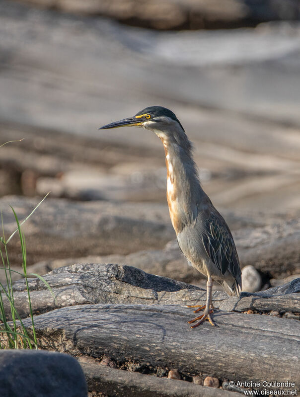 Striated Heronadult