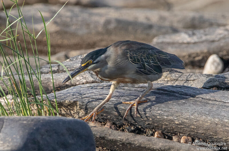 Héron striéadulte, pêche/chasse