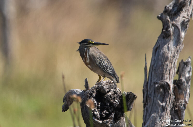 Striated Heronadult