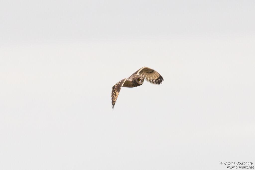 Hibou des maraisadulte, Vol, pêche/chasse