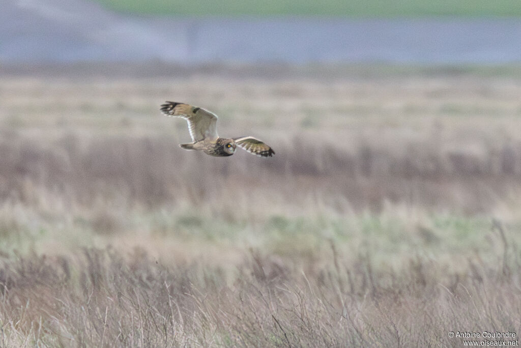 Short-eared Owl