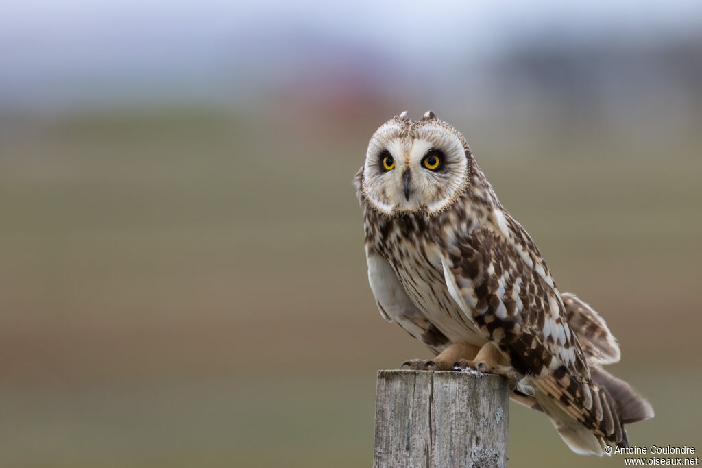 Hibou des marais