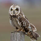 Hibou des marais