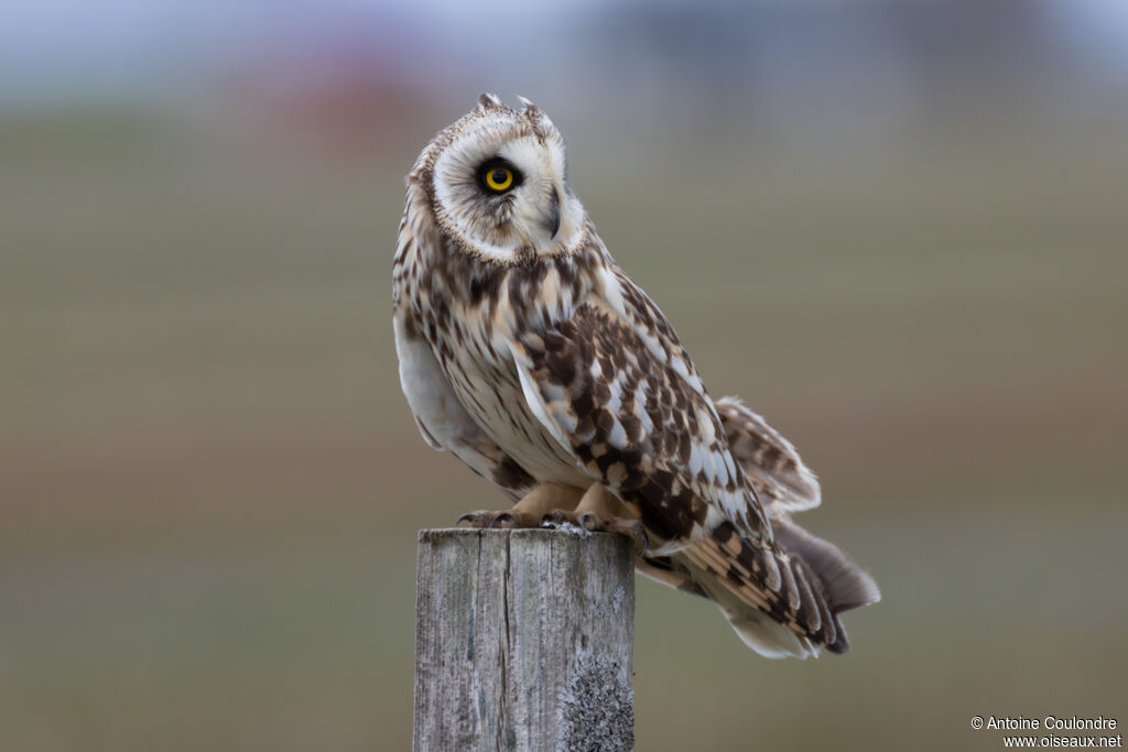Hibou des marais