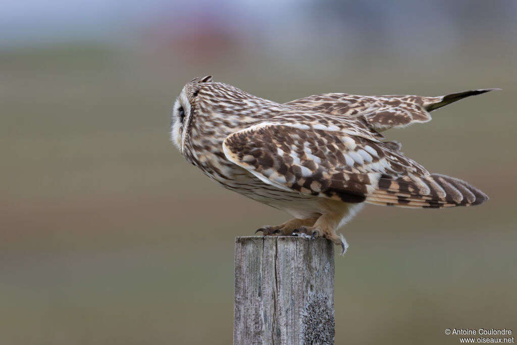 Hibou des marais