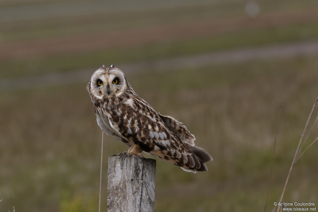 Hibou des marais