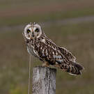 Hibou des marais