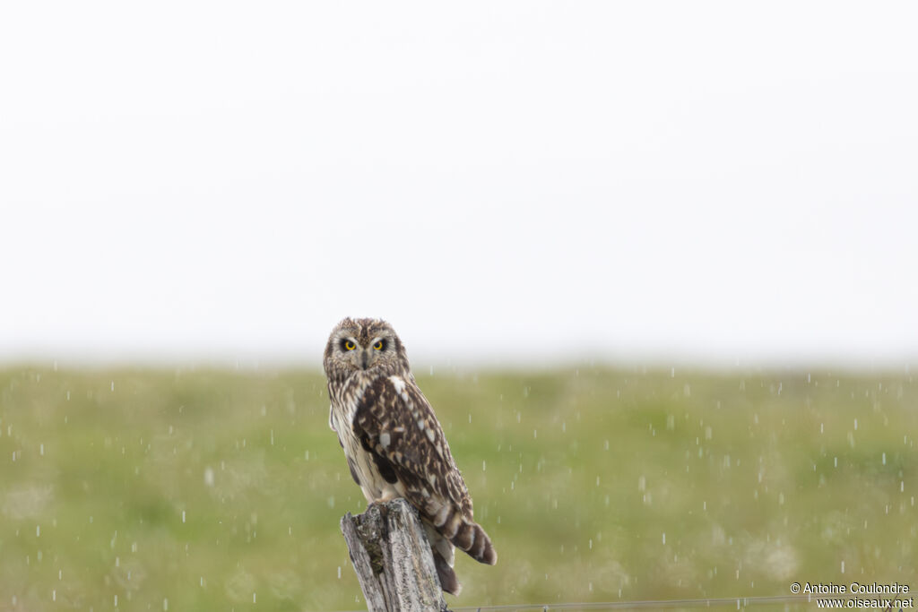 Hibou des marais