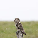Hibou des marais
