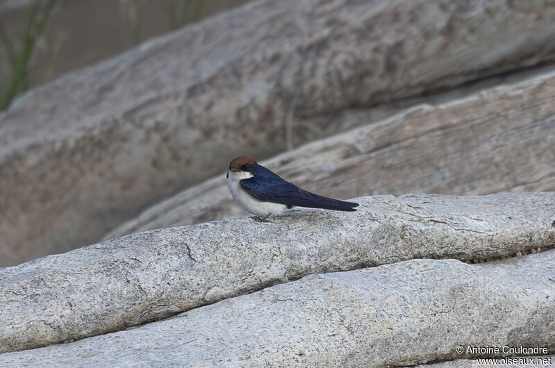 Wire-tailed Swallowadult