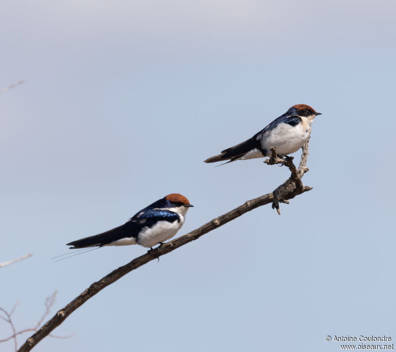 Wire-tailed Swallowadult