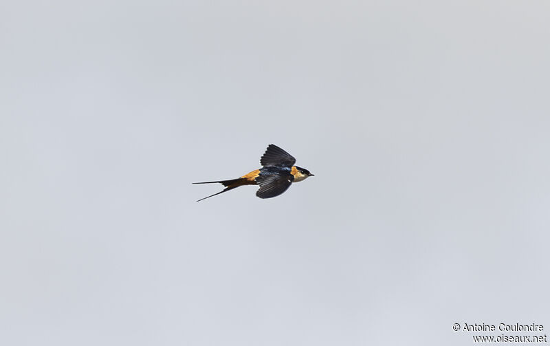 Red-breasted Swallowadult, Flight