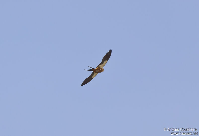 Red-breasted Swallowadult, Flight