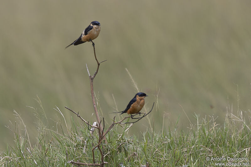 Hirondelle à ventre rouxadulte