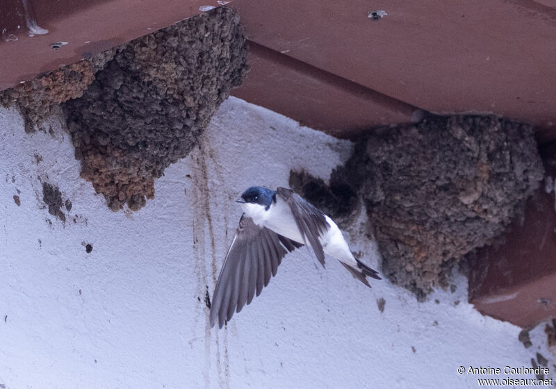 Western House Martinadult, Reproduction-nesting