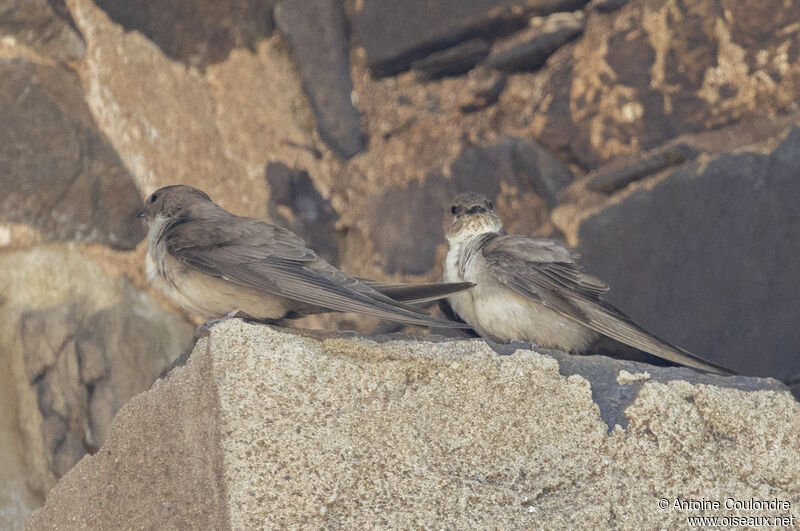 Eurasian Crag Martinadult breeding