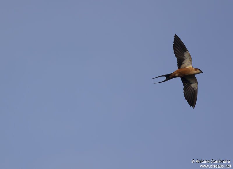 Mosque Swallowadult, Flight