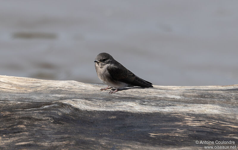 Brown-throated Martinadult