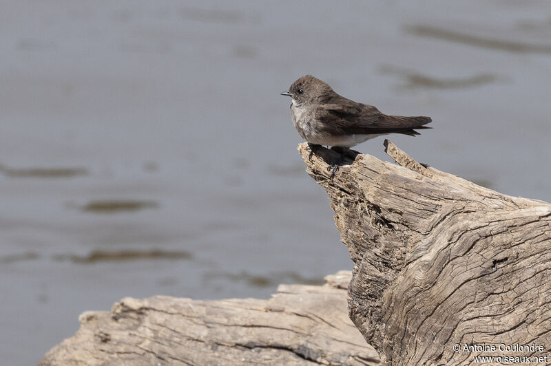 Brown-throated Martinadult