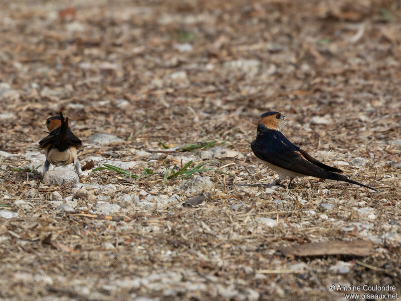 Red-rumped Swallowadult