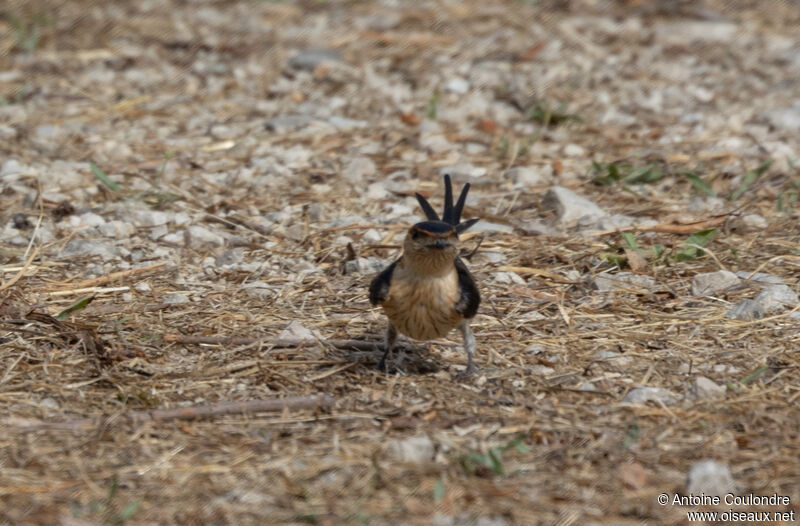 Red-rumped Swallowadult