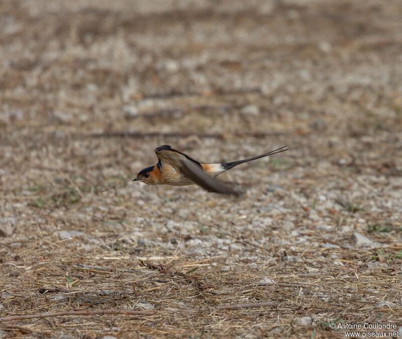 Red-rumped Swallowadult, Flight