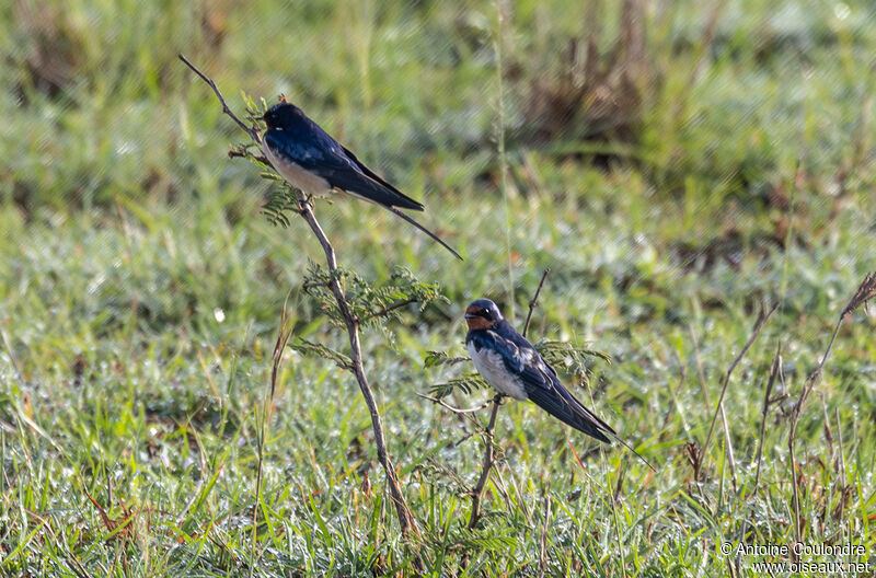 Barn Swallowadult