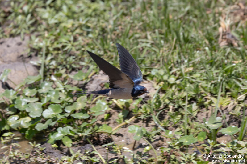 Hirondelle rustiqueadulte, Vol