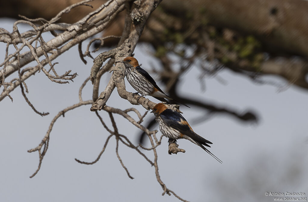 Hirondelle striéeadulte