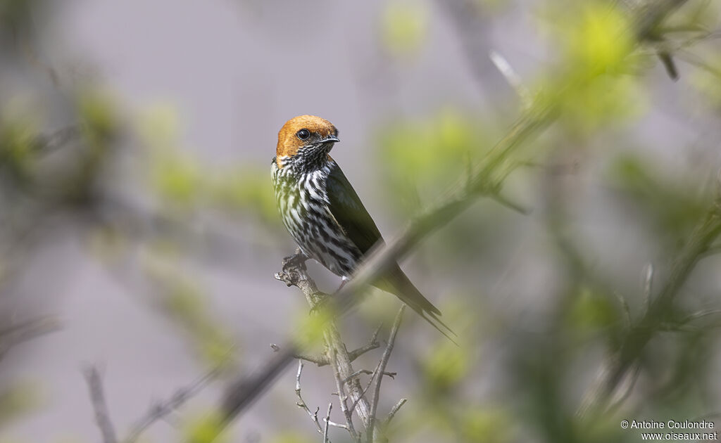 Hirondelle striéeadulte