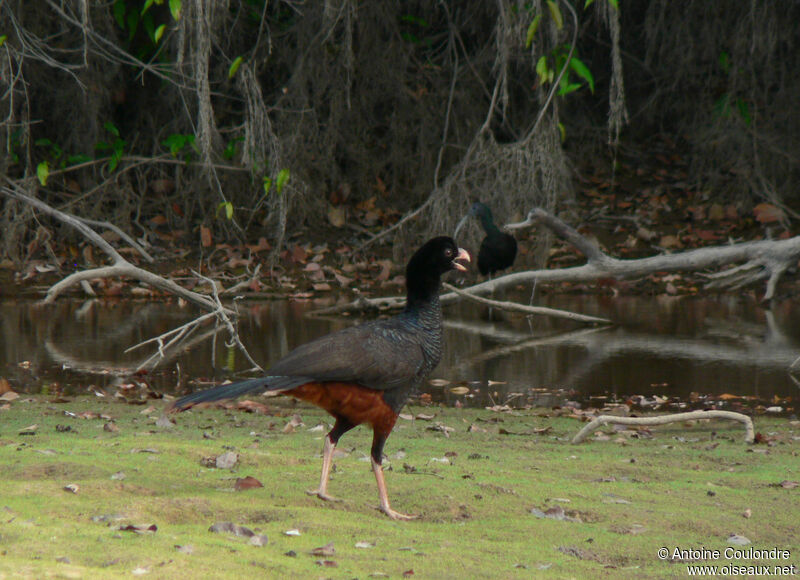 Crestless Curassowadult