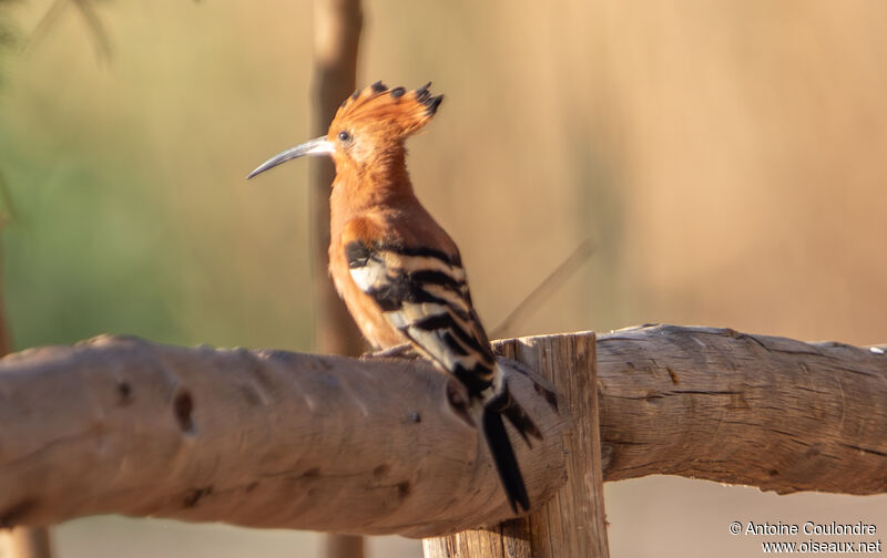 African Hoopoeadult