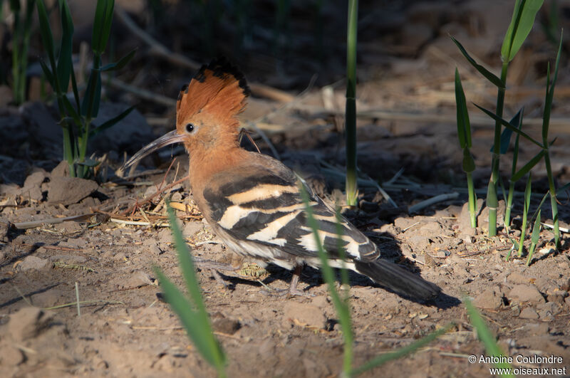 African Hoopoeadult