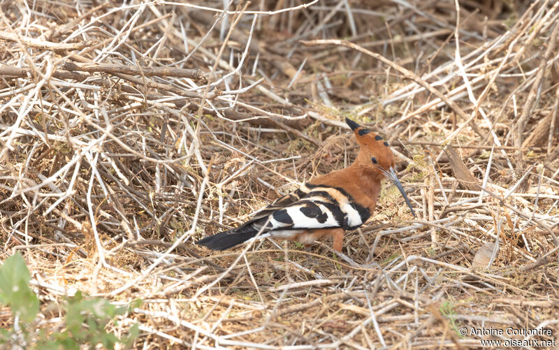 African Hoopoeadult