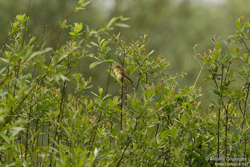 Melodious Warbler male adult breeding, courting display