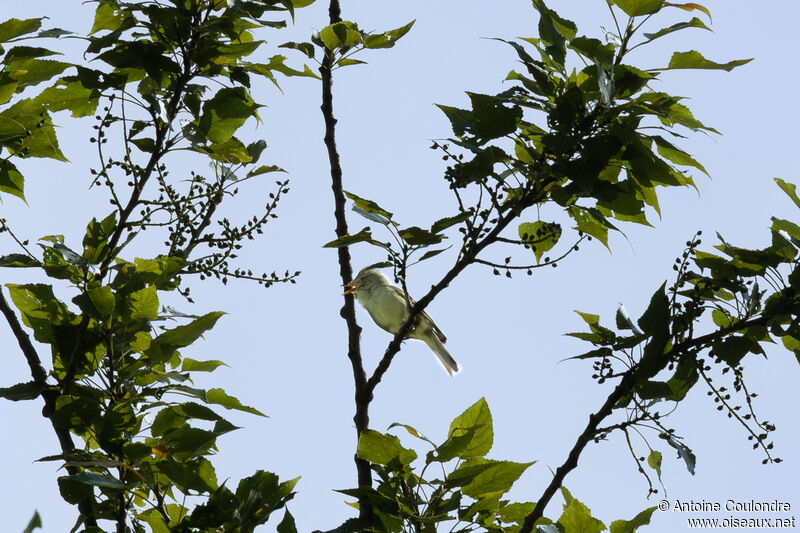 Melodious Warbler male adult breeding, song