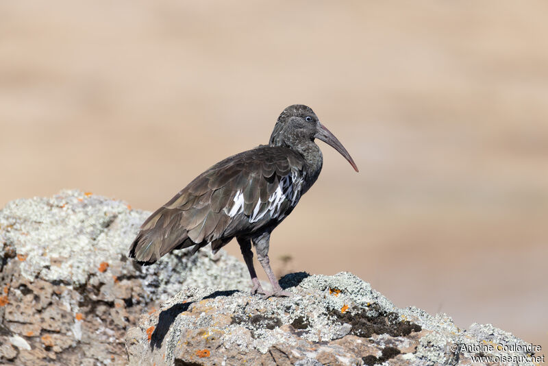 Ibis caronculéadulte