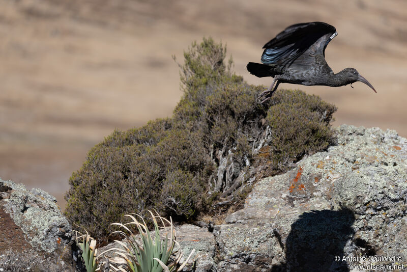 Ibis caronculéadulte, Vol