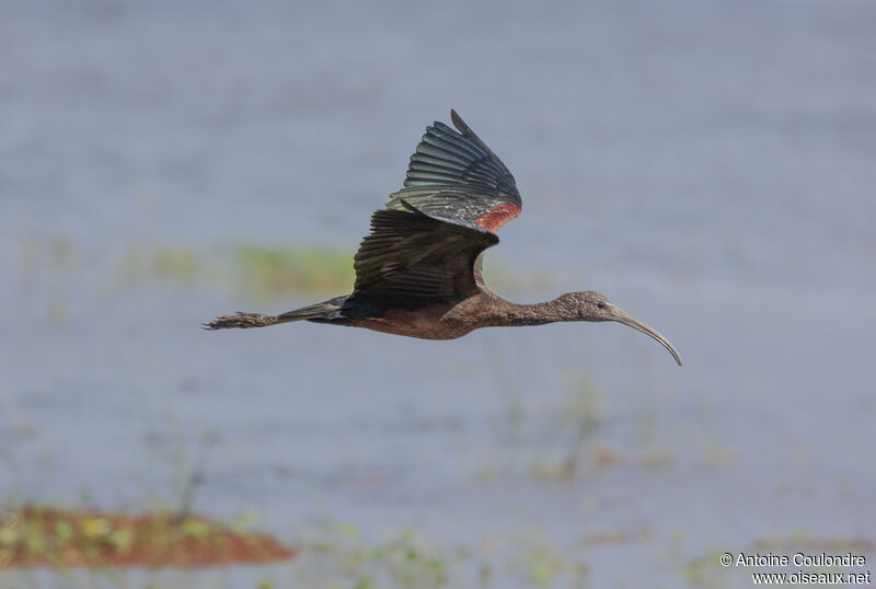 Glossy Ibisadult, Flight