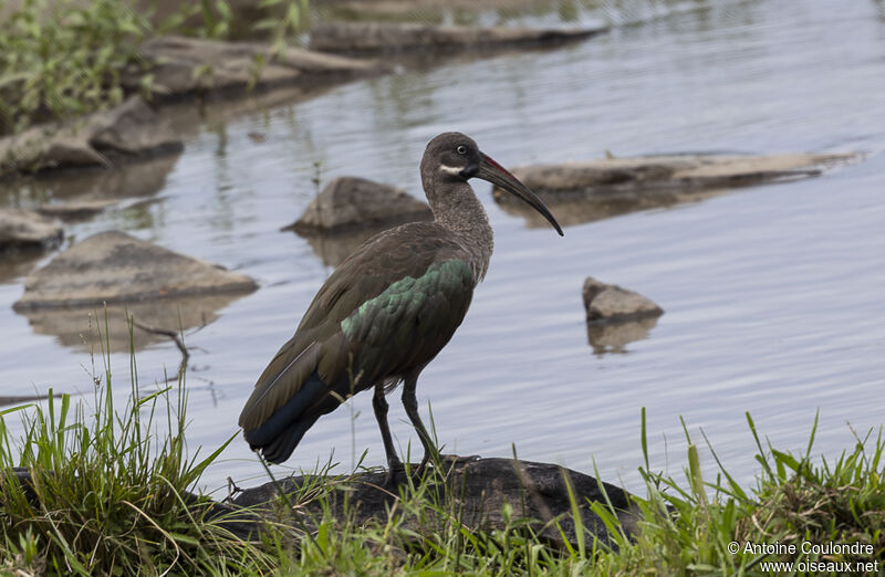 Ibis hagedashadulte