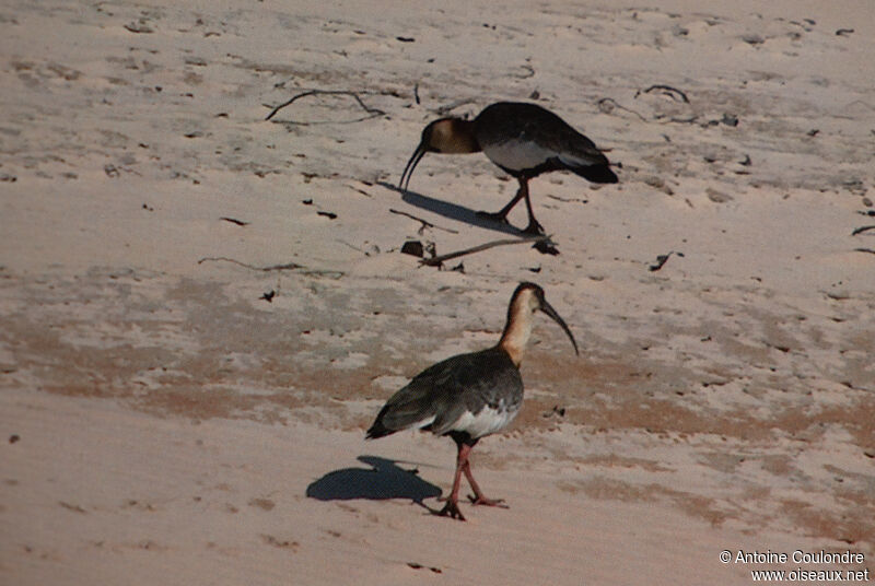 Buff-necked Ibisadult