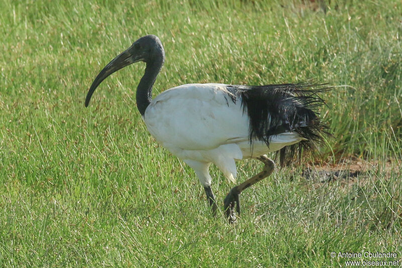 Ibis sacréadulte