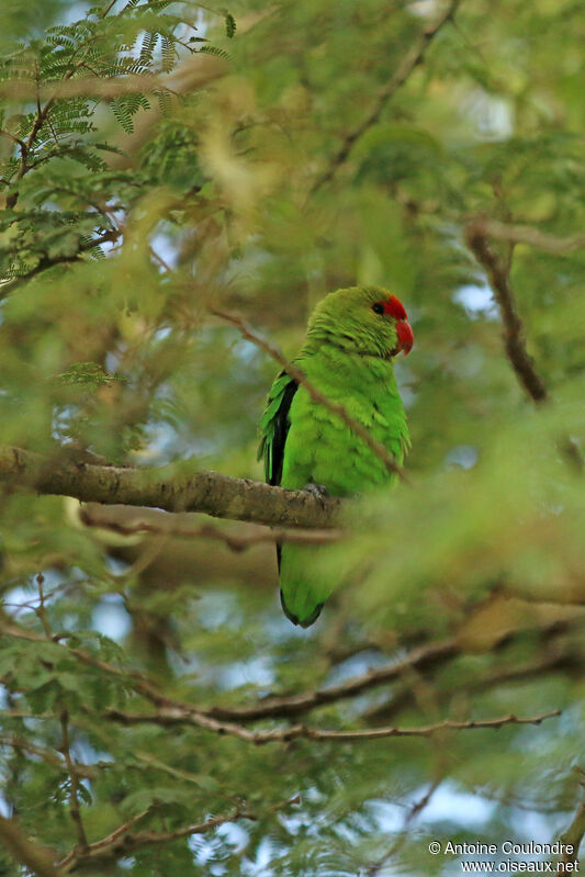 Red-headed Lovebirdadult