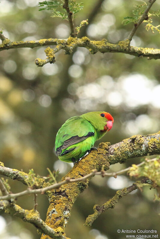 Black-winged Lovebirdadult