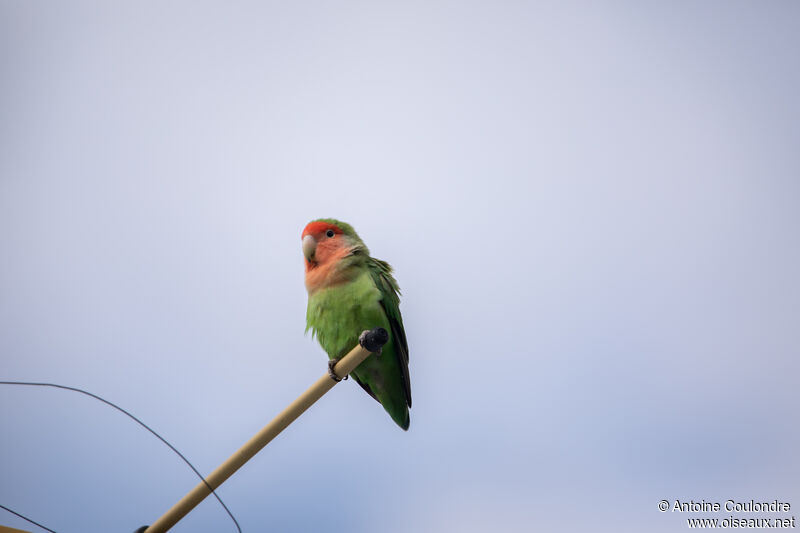 Rosy-faced Lovebirdadult