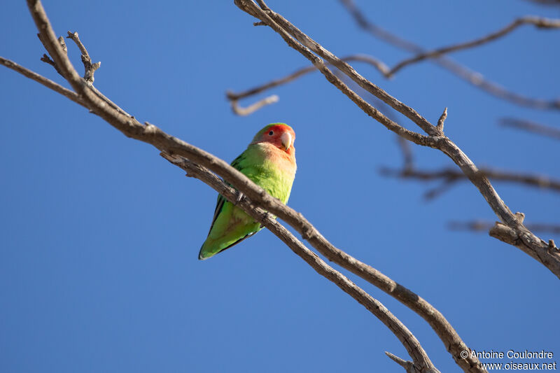 Rosy-faced Lovebirdadult