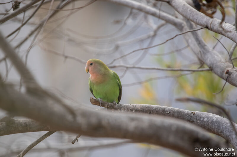 Rosy-faced Lovebird