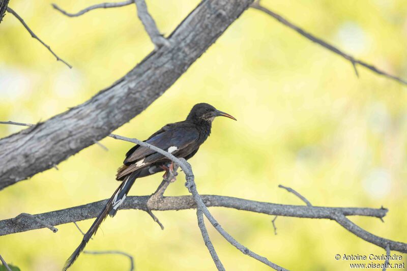 Violet Wood Hoopoe